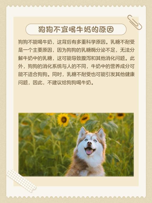 狗狗为什么能吃牛奶