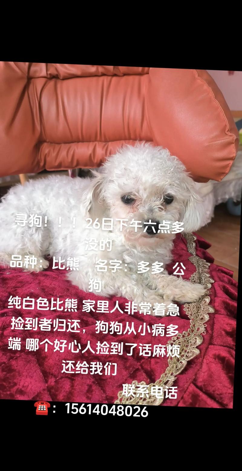 白色的狗狗取什么名字