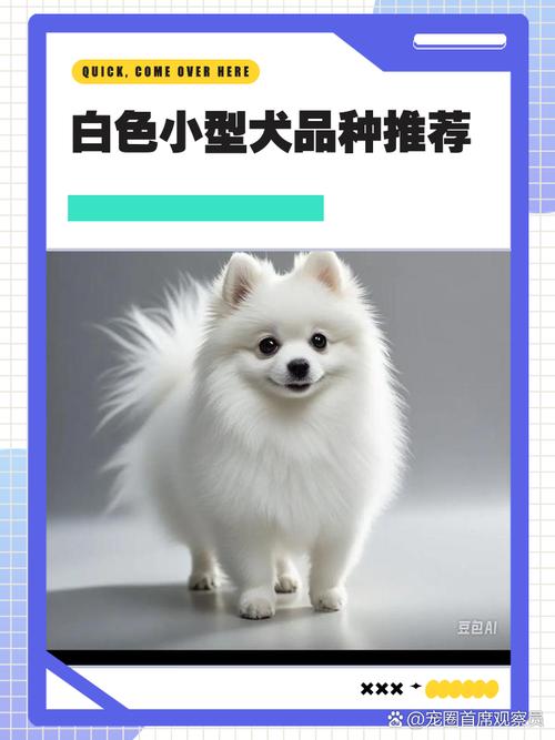 白色狗的名字怎么叫才好听大全