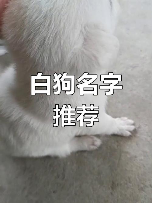 我新买了一直狗狗,是雪纳妹妹,白色的!想要取个名字,请各位帮忙!谢谢...