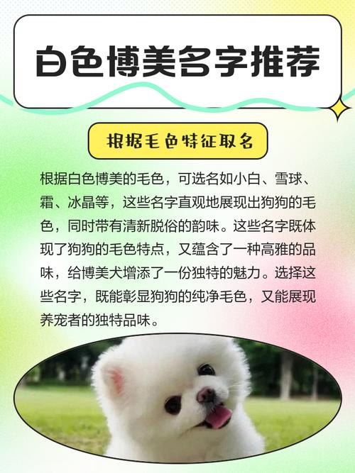 白色的狗狗取什么名字好