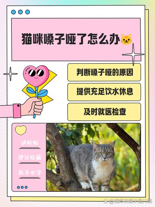 猫咪嗓子哑了怎么办