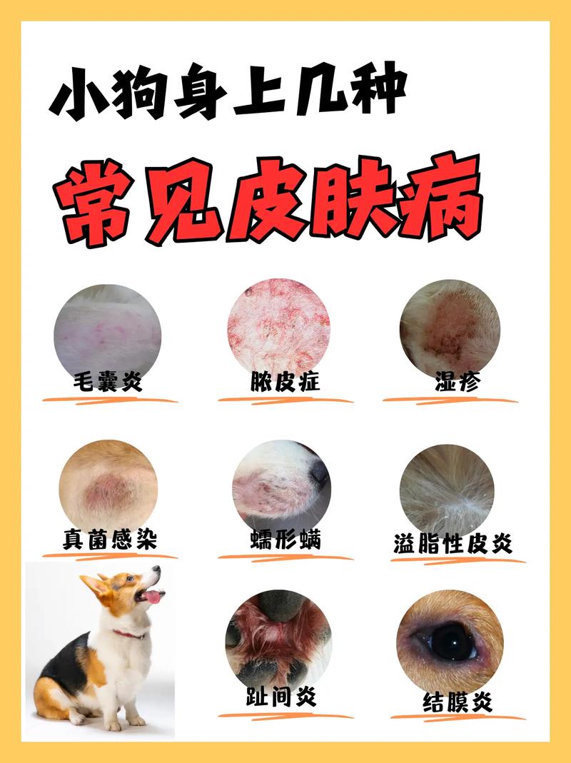 狗狗皮肤病怎么治疗