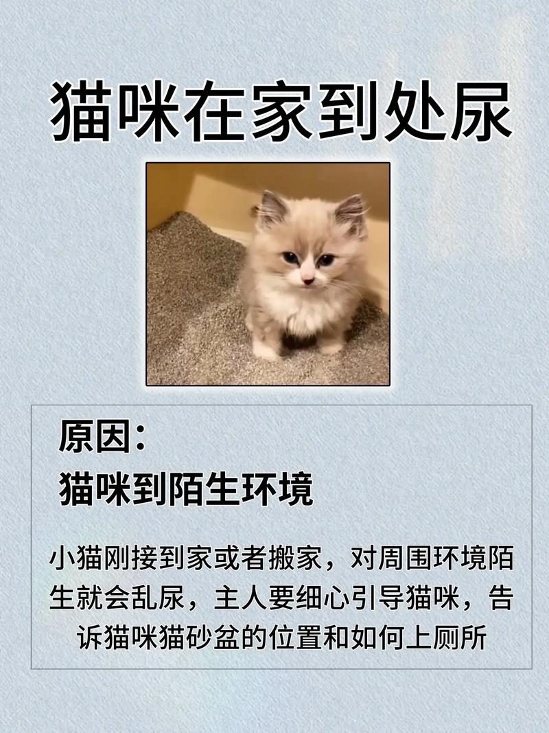 猫咪不尿也不拉怎么办