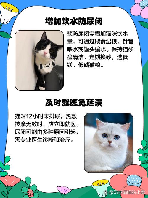 猫咪拉不出尿用什么方法最快