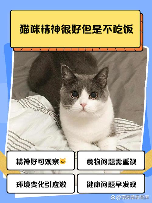 猫咪两天不吃饭了但精神很好是怎么了?