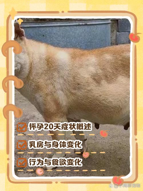 狗狗怀孕20天最明显的征兆