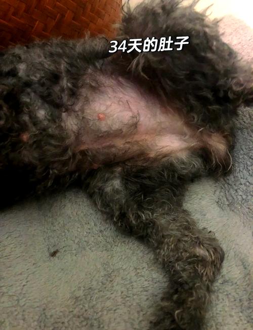 狗狗多久能看出来怀孕