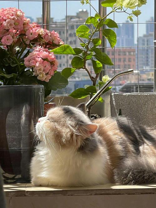 缅因猫不爱晒太阳该怎么办?