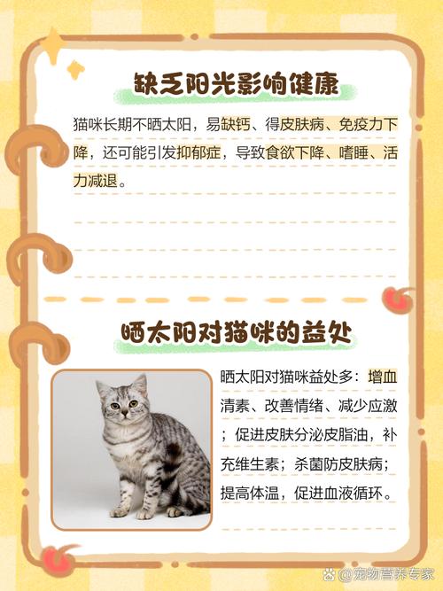 猫咪长期不晒太阳会怎么样?