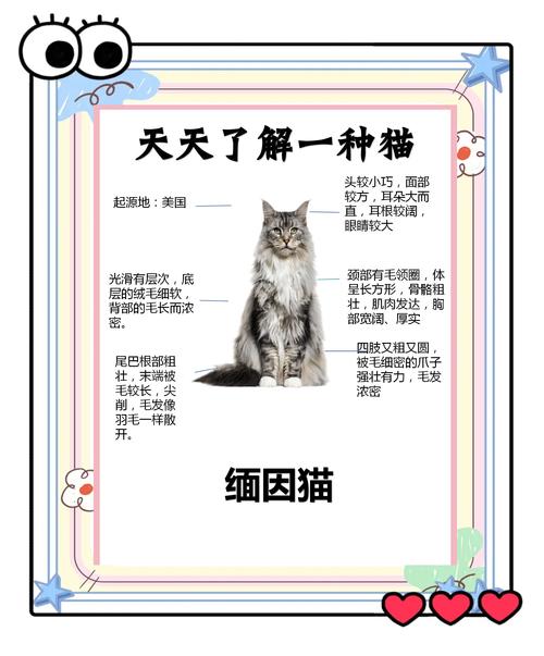 缅甸猫不爱晒太阳该怎么办?