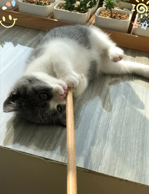 猫不爱晒太阳怎么办