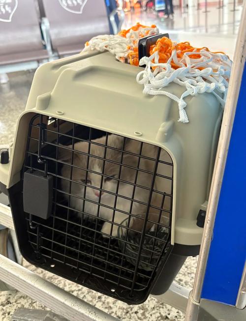 什么快递托运宠物猫咪