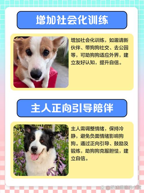 狗狗性格胆小,看到人就躲起来,该怎么办?