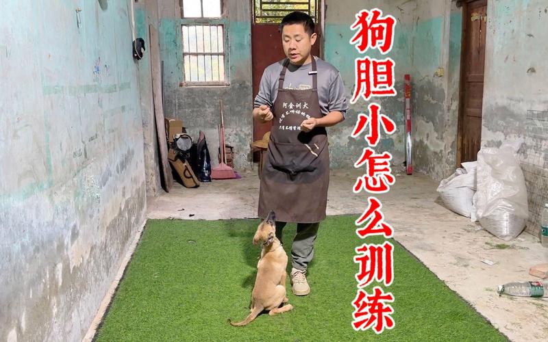 狗狗胆子太小怎么训练好