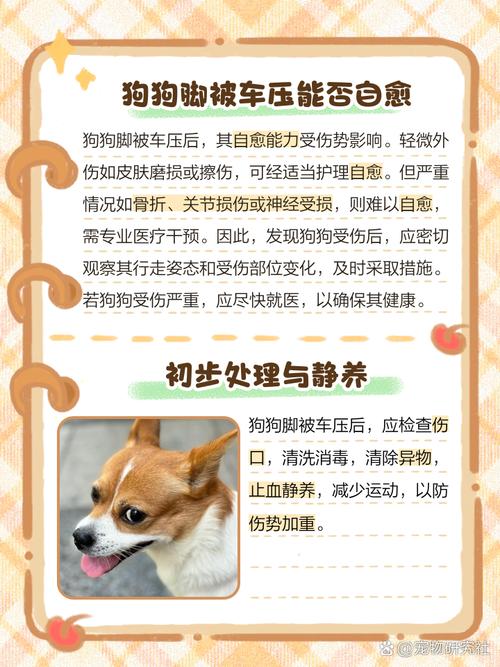 狗狗脚被汽车压了怎么办?