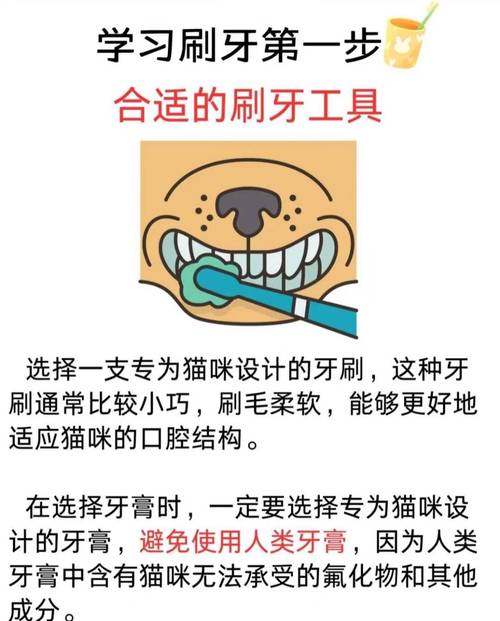 怎么帮猫咪刷牙
