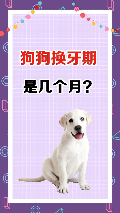 狗狗换牙期是几个月