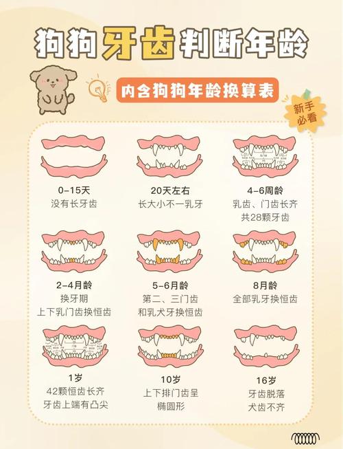狗狗几个月开始换牙