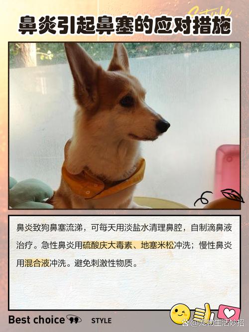 狗狗得了鼻炎怎么办?