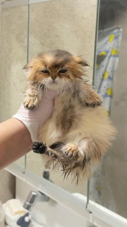 两个多月的小猫可以拿去宠物店洗澡吗?