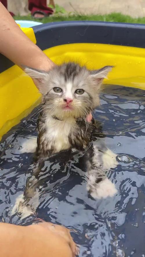 两个月的小猫怎么洗澡啊?