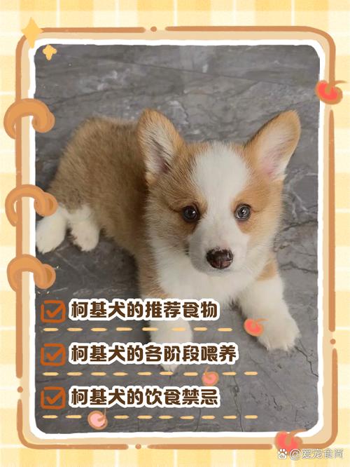 狗吃鸡蛋黄还是鸡蛋白狗吃鸡蛋黄会怎么样