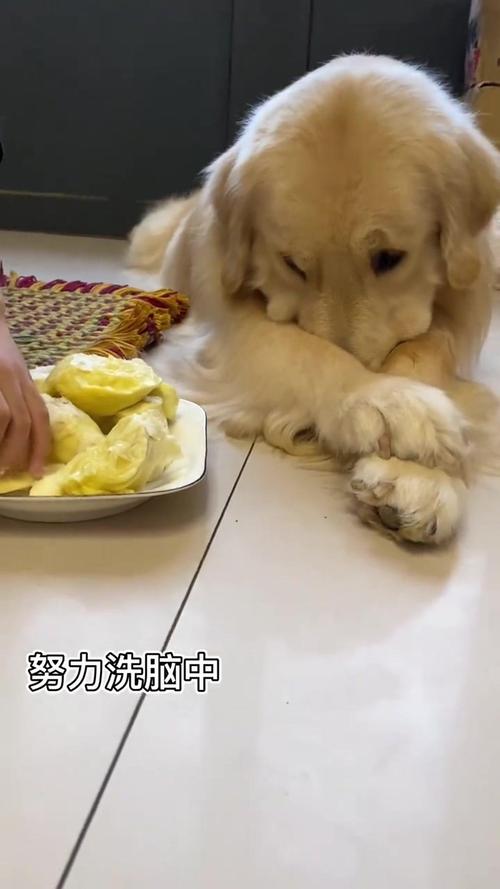 狗狗可以吃榴莲吗