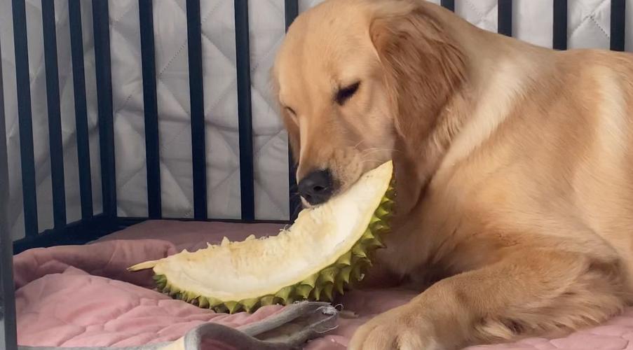 狗狗能不能吃榴莲
