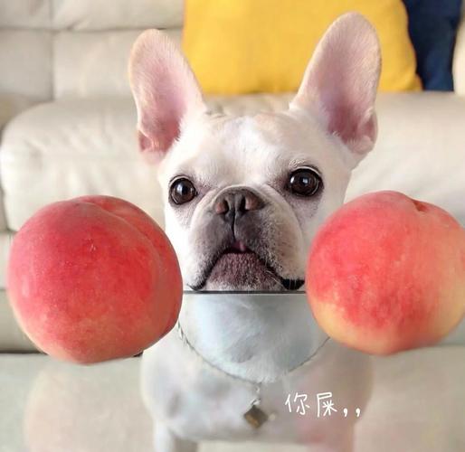 狗狗吃了一点点榴莲会怎么样