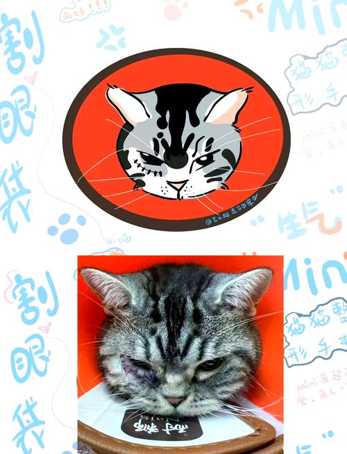 猫流红色眼泪是怎么回事