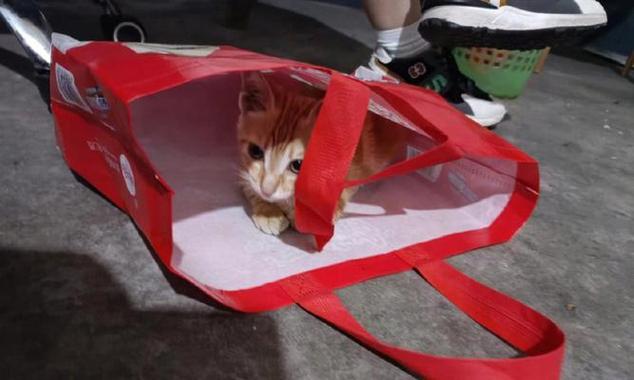 猫咪为什么流红褐色的眼泪