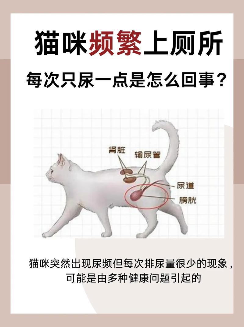 猫频繁喝水上厕所怎么回事?