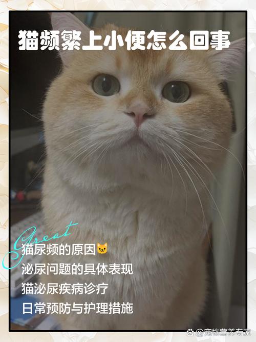 猫咪上厕所的频率增加是什么原因啊