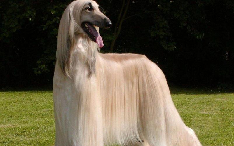 长毛的狗狗有哪些品种