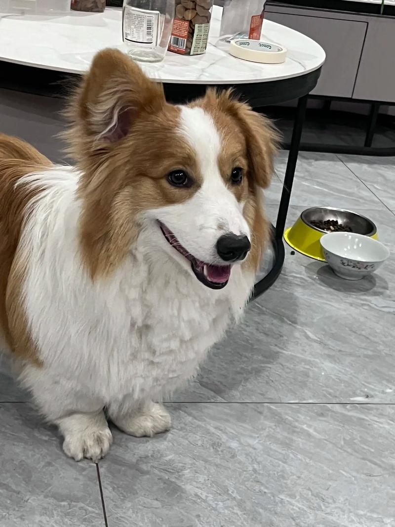 毛发长的狗狗有哪些品种