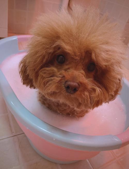 泰迪狗怀孕了能洗澡吗