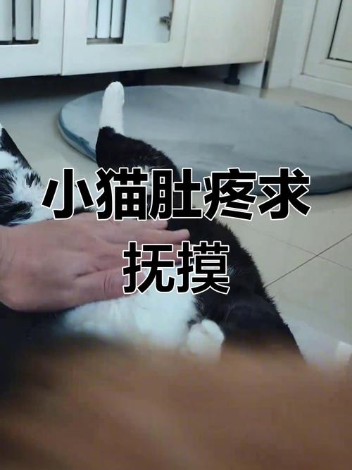 猫咪突然不肯让人摸肚子,是怎么了?