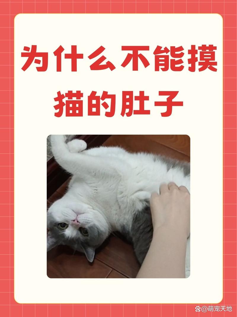 为什么猫咪不让摸肚子?