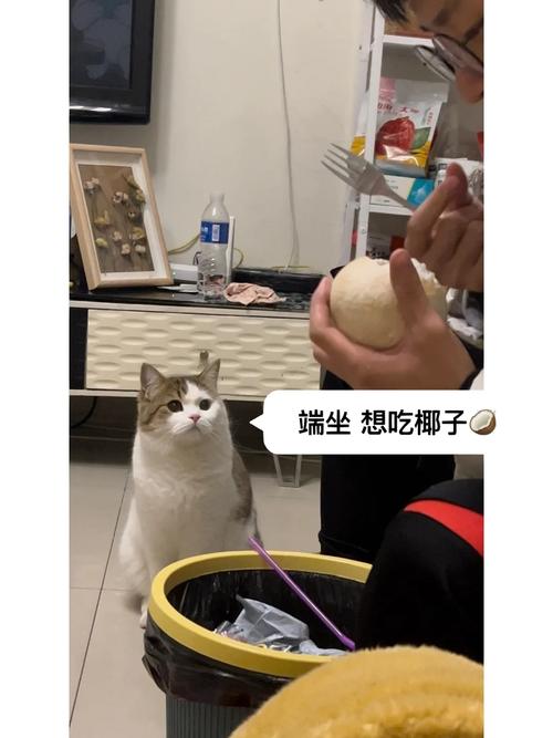 为什么猫咪喜欢吃椰肉
