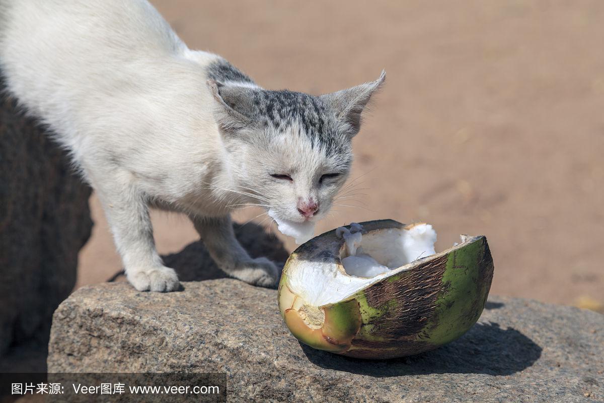 猫咪为什么爱吃椰子?