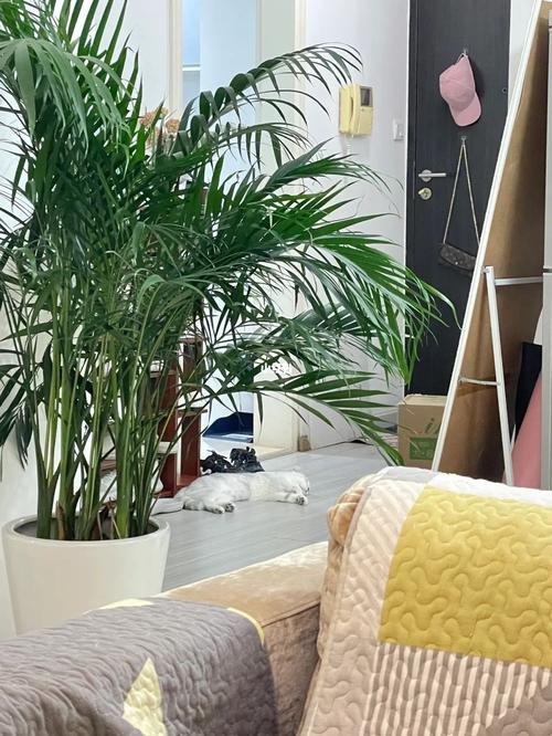 猫可以吃椰子肉吗?