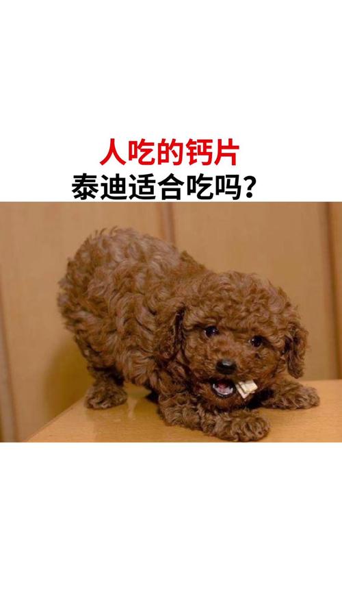 狗狗可以吃人吃的钙片补钙吗