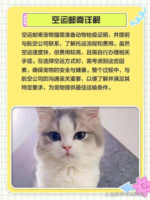 快递能寄宠物猫吗