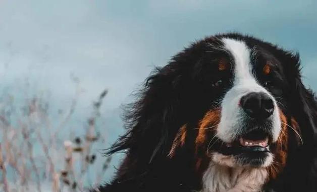 兰波格犬在什么情况下会吃土?