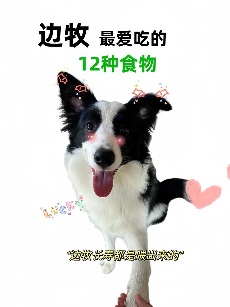 边牧能吃鱼腥草吗