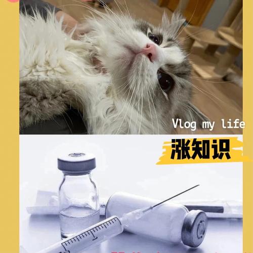 猫打疫苗在什么部位