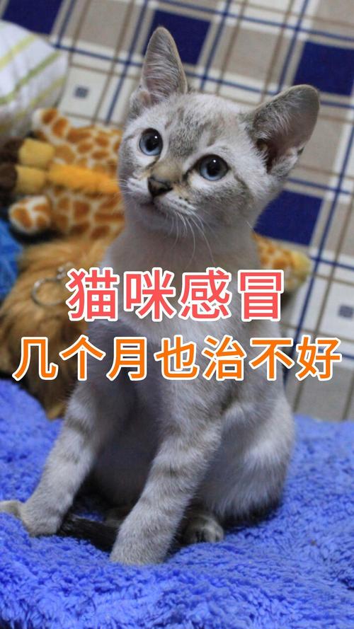 猫咪感冒几个月都不好