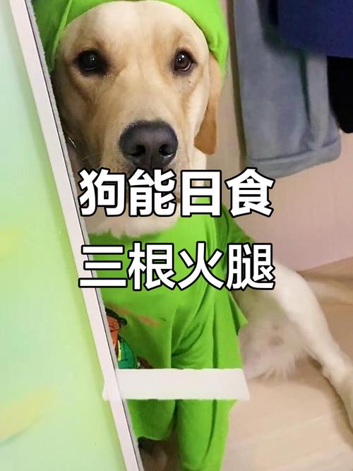 小狗狗可以吃火腿肠吗