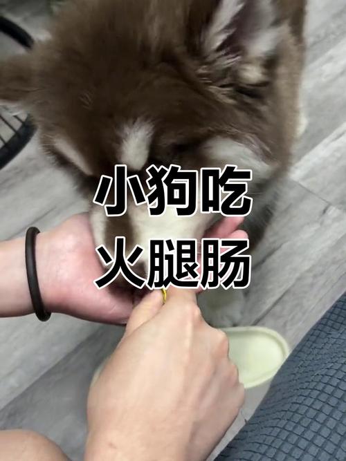 狗狗可不可以吃人的火腿肠